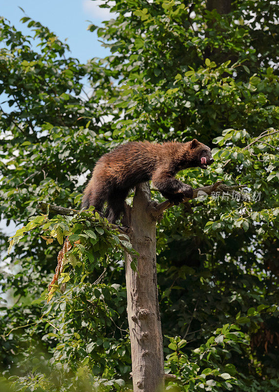 狼獾又名狼獾- Gulo Gulo -休息在干燥的树顶部，模糊的森林和天空背景